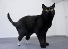 Коту поставили биопротезы за 6 миллионов долларов?