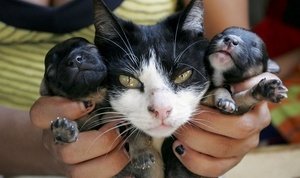 У кошки родился щенок