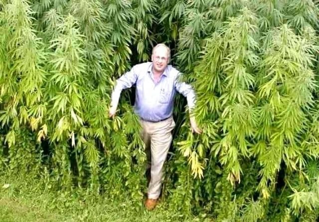 Конопелька...